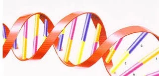 DNA rainbow.jpg