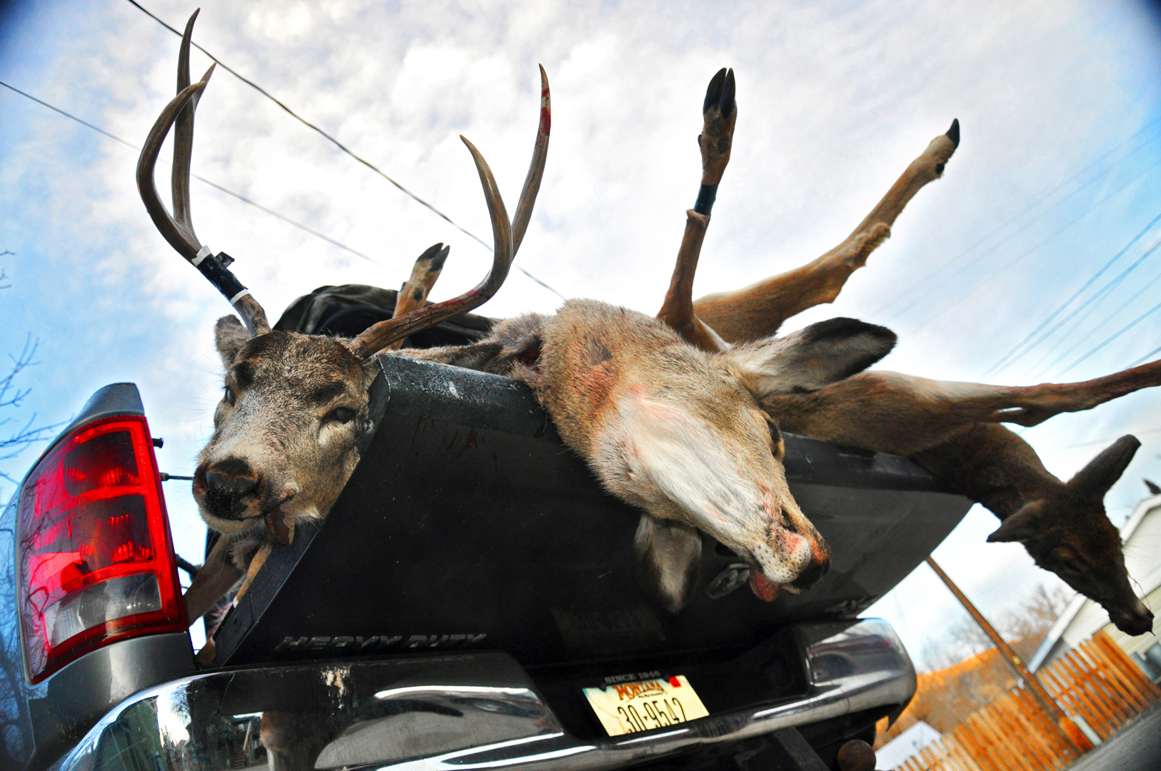 DSC_0212_DEAD_DEER_PHOTOSHOP.jpg