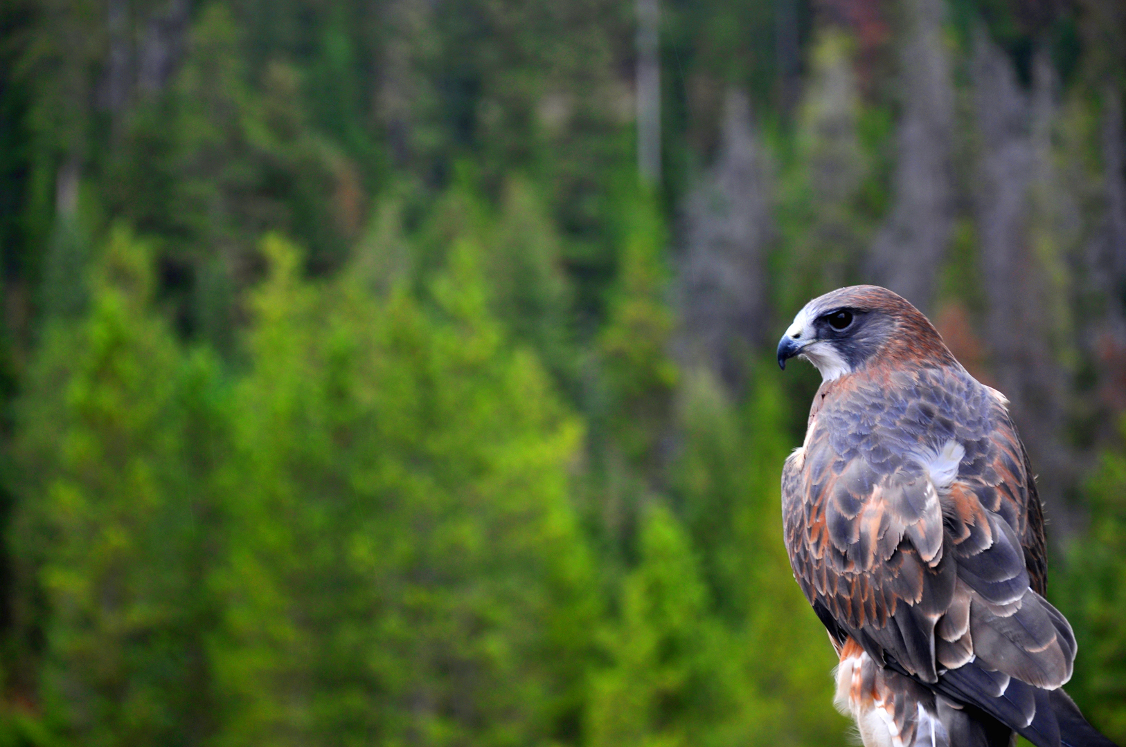 DSC_0378_HAWK_PHOTOSHOP.jpg