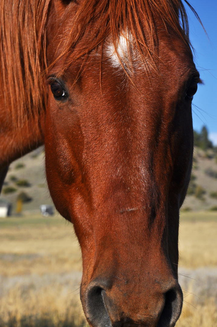 DSC_0009_HORSEFACE_PHOTOSHOP.jpg
