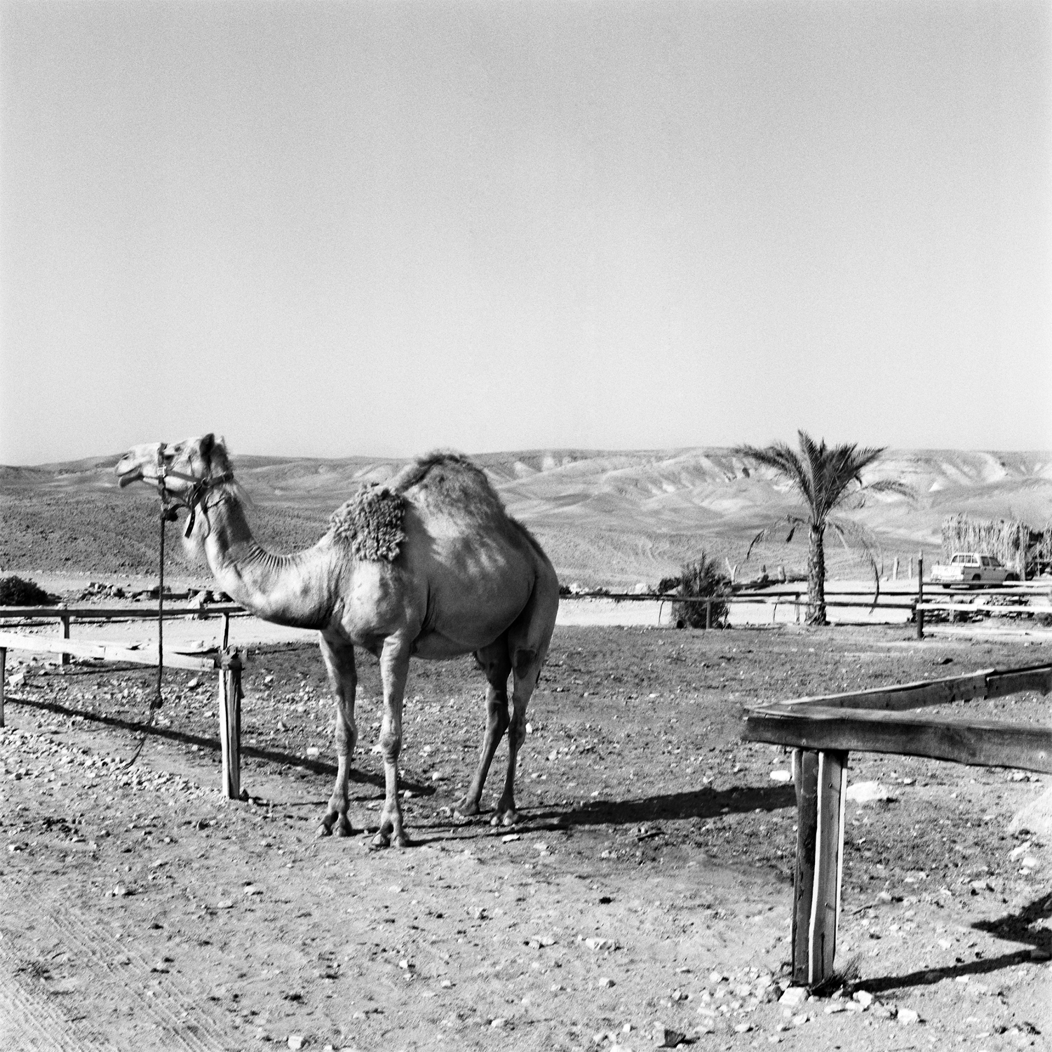 Camel In Bedouin Land, Negev Desert, Israel 2011