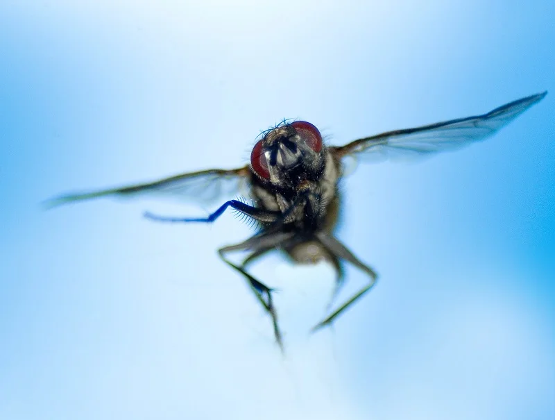 deer fly.jpg