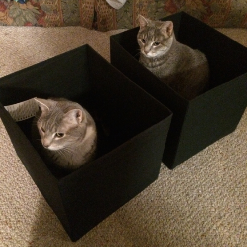 I'll never understand what it is about cats and boxes.