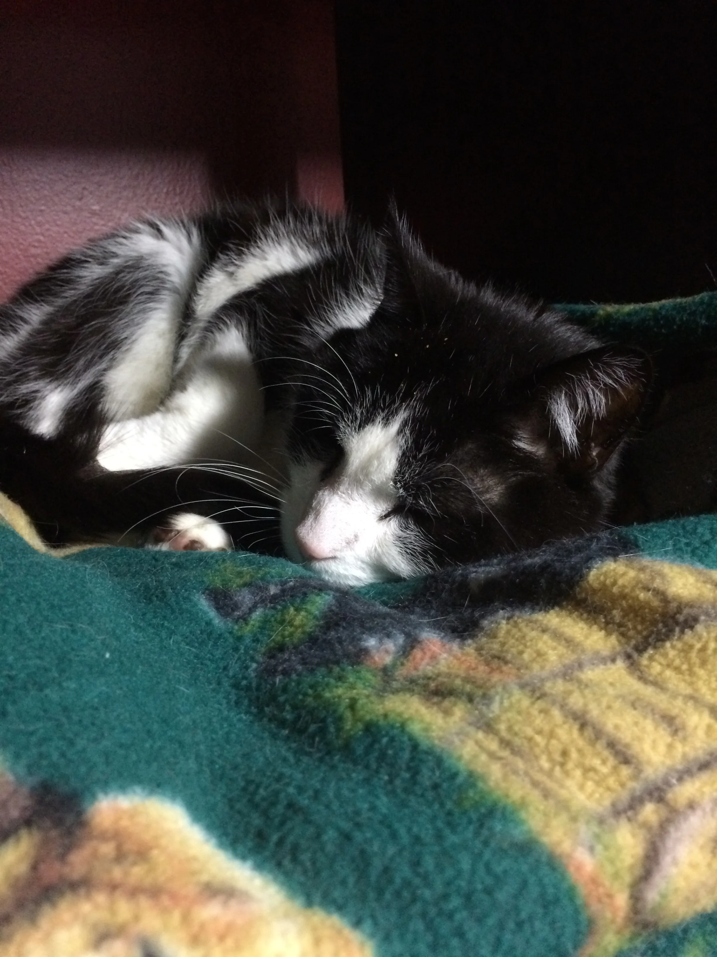 Most importantly, Midnight still has his cubbie to nap in