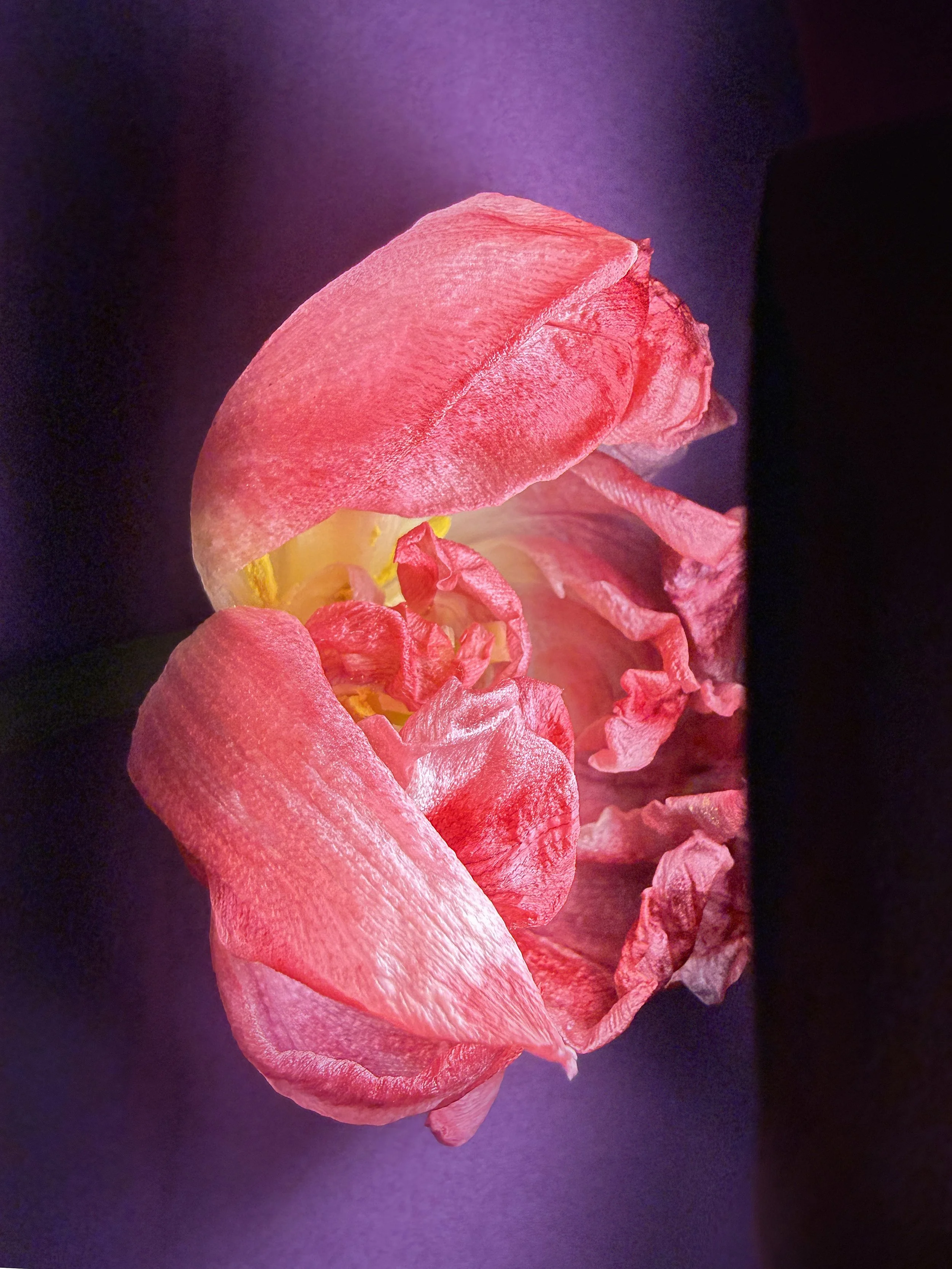 Died 02.04.2026