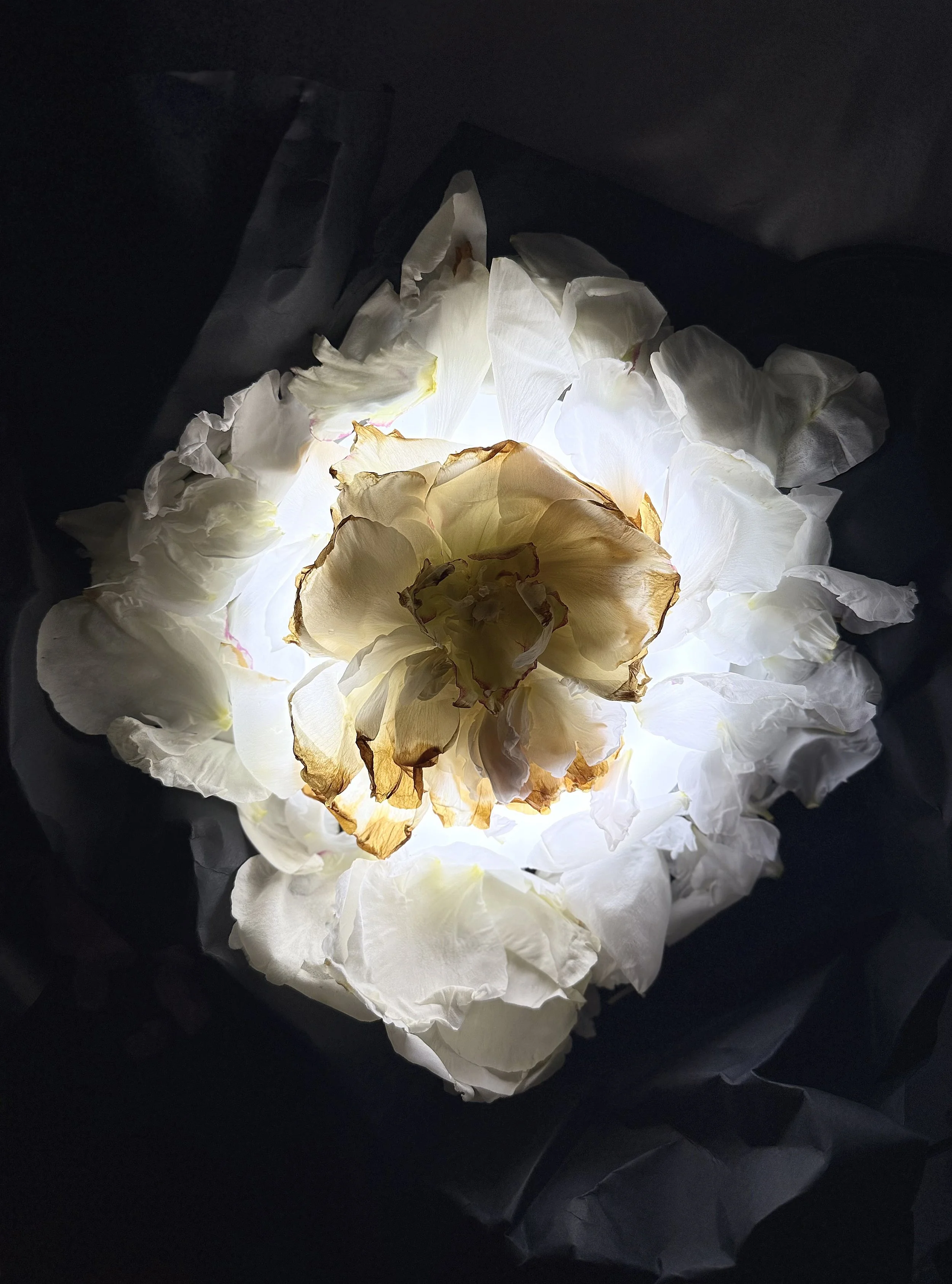 Died 09.05.2026