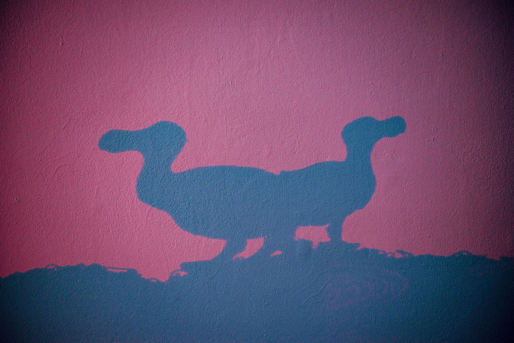 bird brain shadow 1.jpg