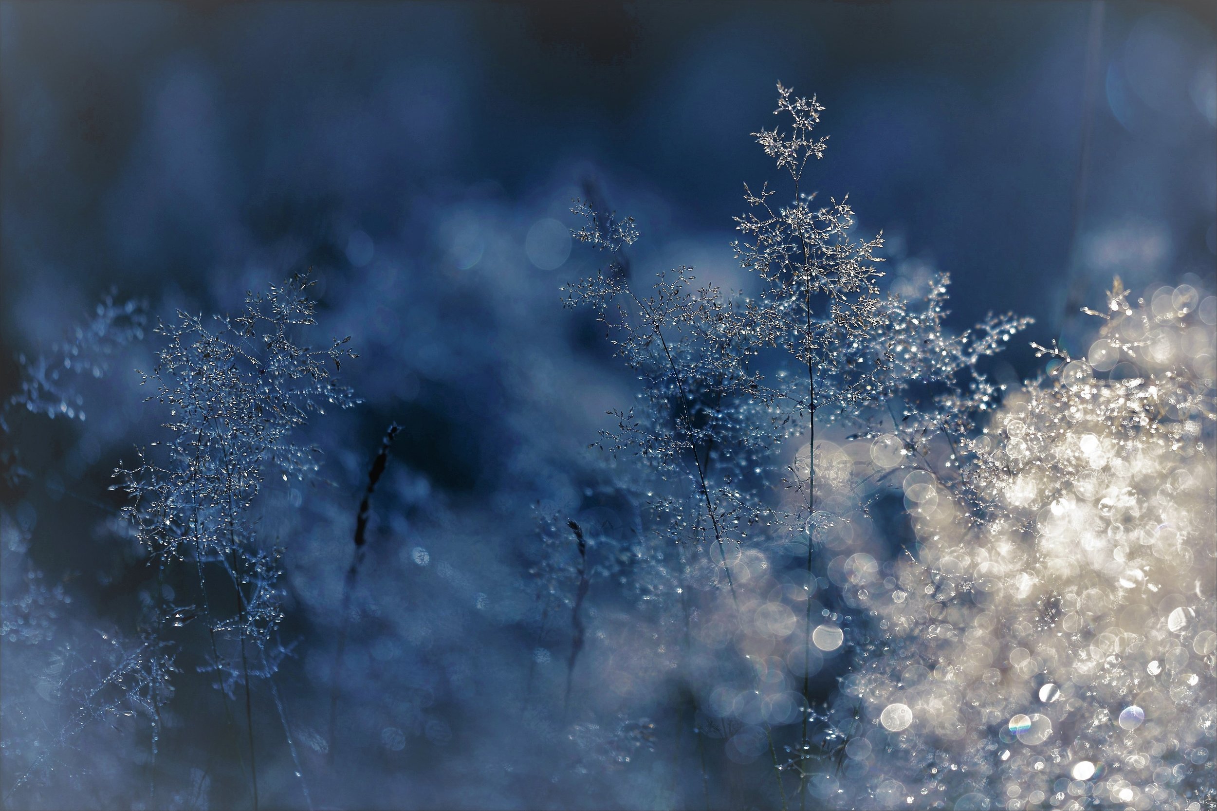 abstract-blur-branch-259698.jpg