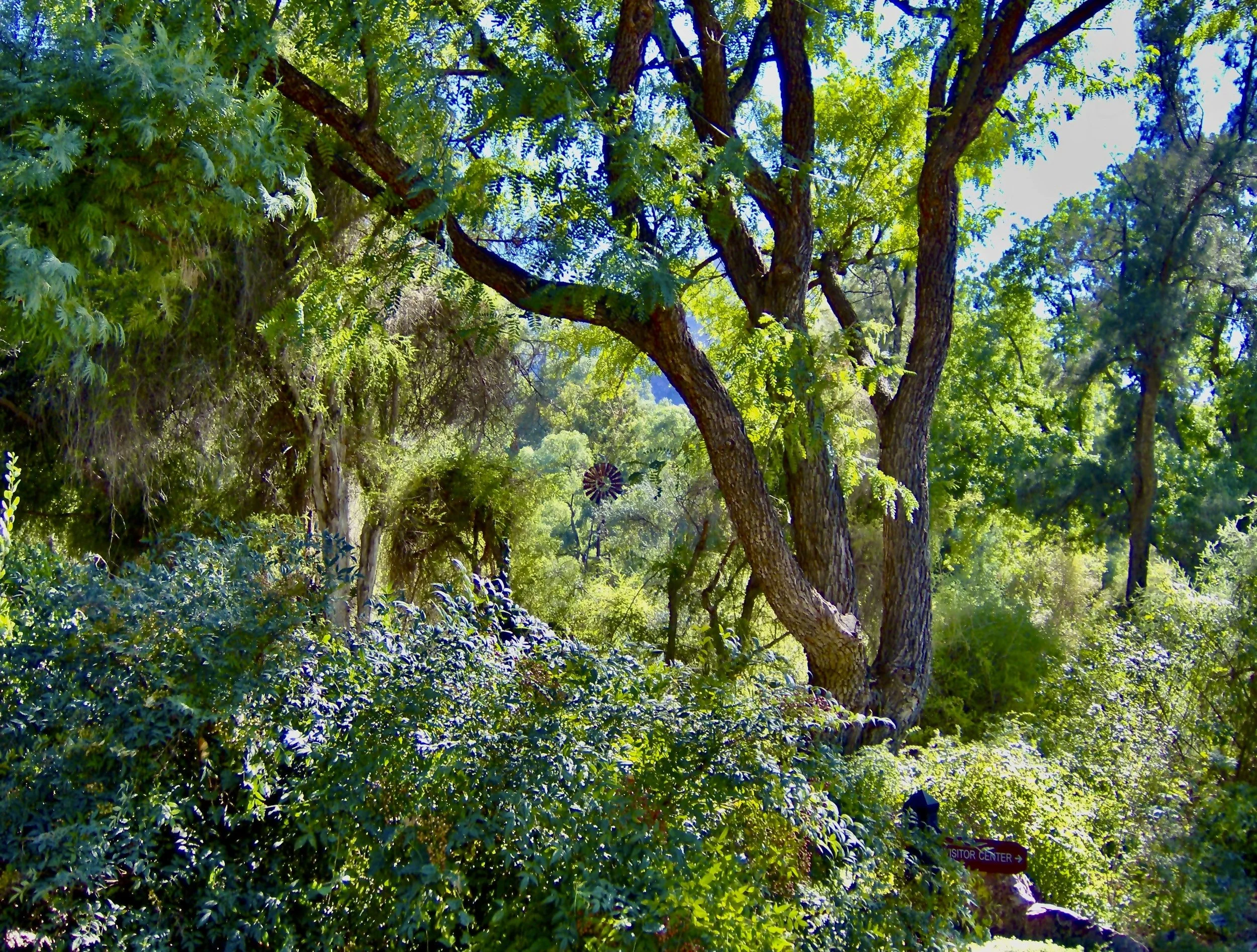 Talk to the Stars, Listen to the Trees