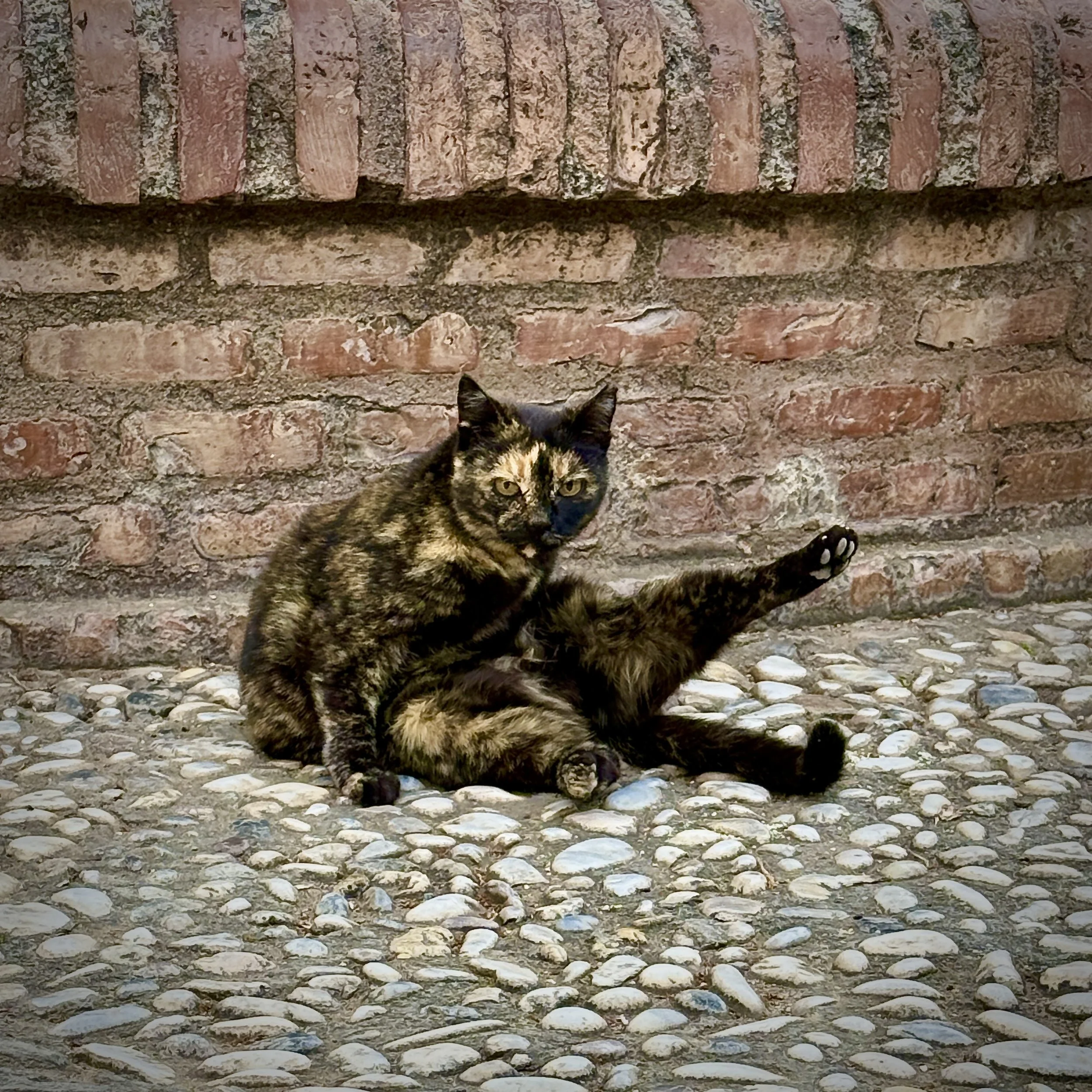 The Cats Who Ignored Me in Spain