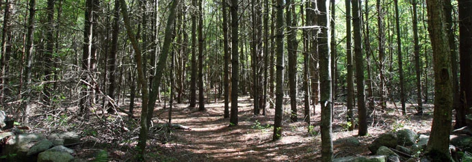 An Illusion of Peace