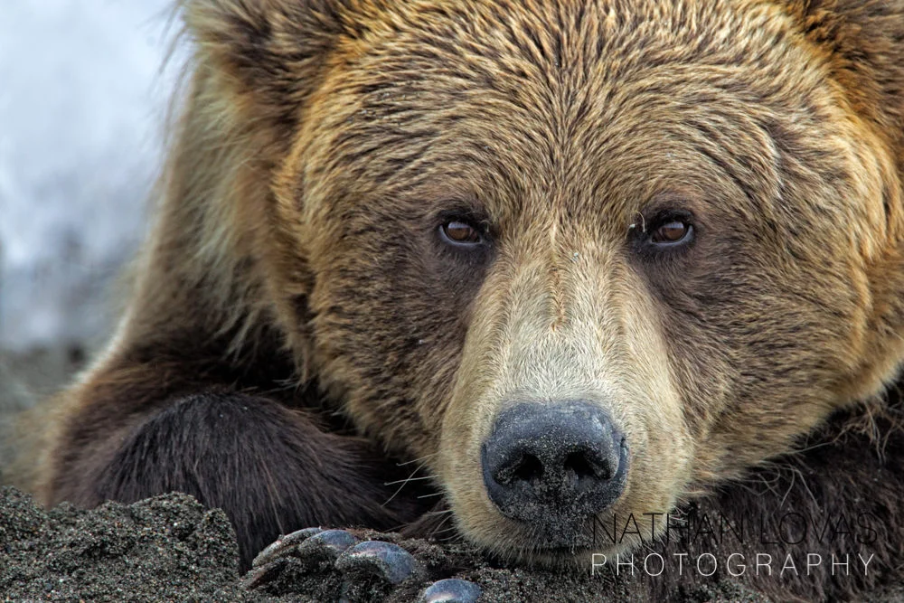 God is a Big Brown Bear