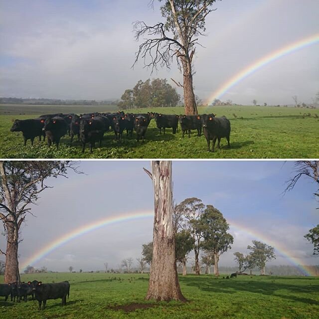 Farm days
#rainbow #angus #pasture