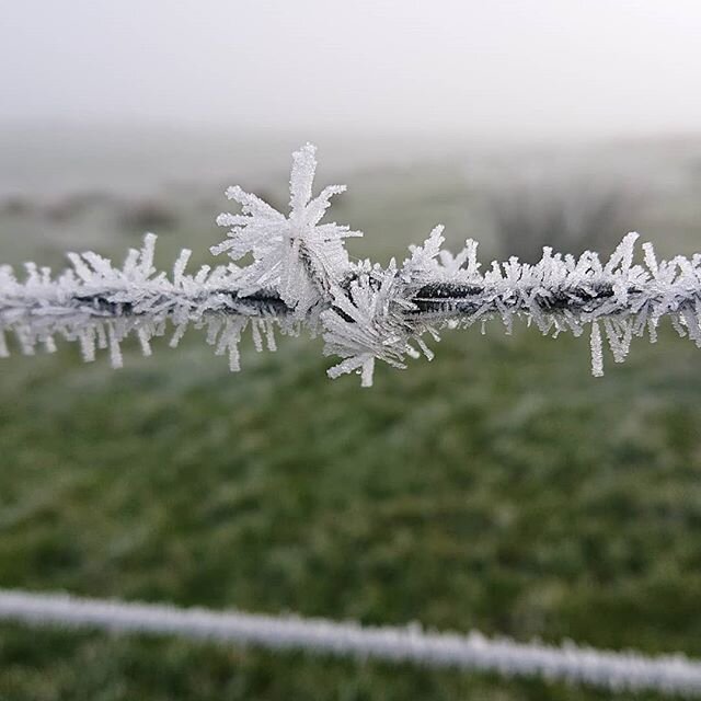 Yesterday's -4&deg;C... Beautifying barbed wire #frost #tasmania