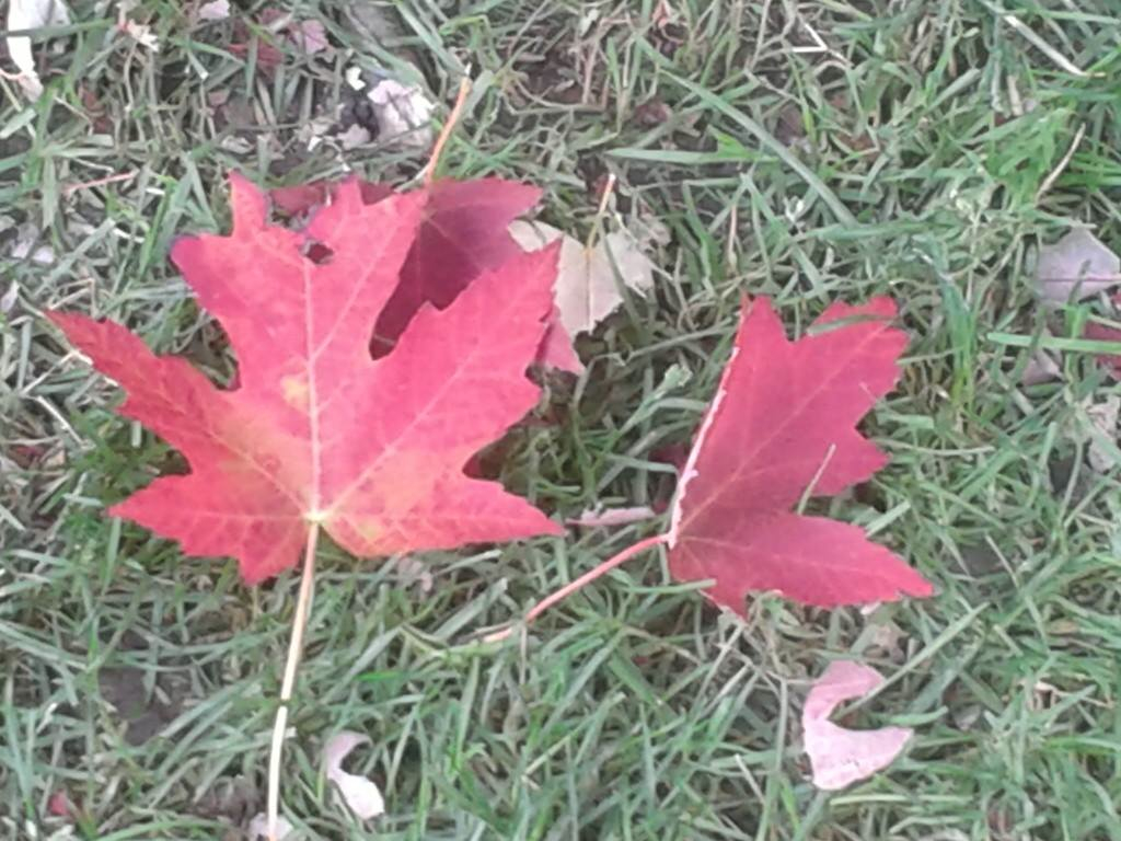 Maple leaf.jpg