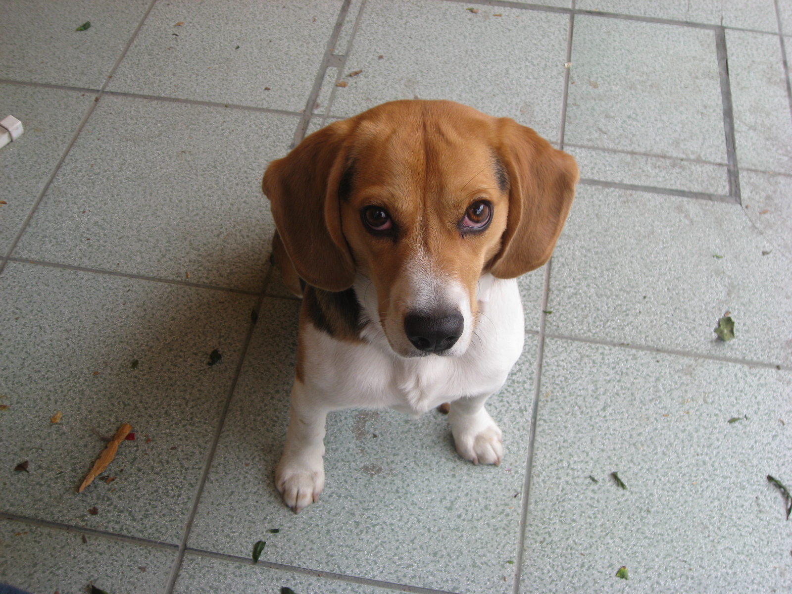 Tus mascotas deben quedarse en casa...Larry, nos vemos pronto!