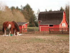 Existe la posibilidad de hacer tus prácticas en un rancho o granja canadiense. Debes saber y tener práctica en montar a caballo.