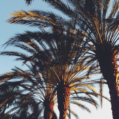 asug palm trees.png