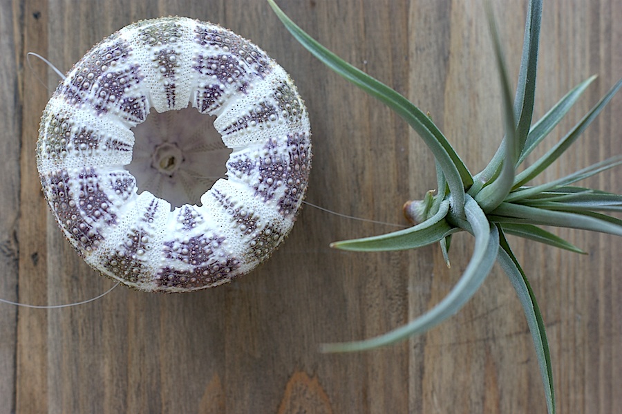 Hanging Air Plant A Charming Project