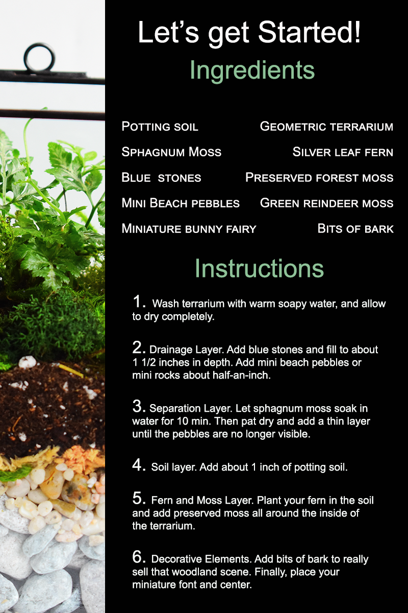 Geometric Silver Leaf Fern Terrarium — A Charming Project