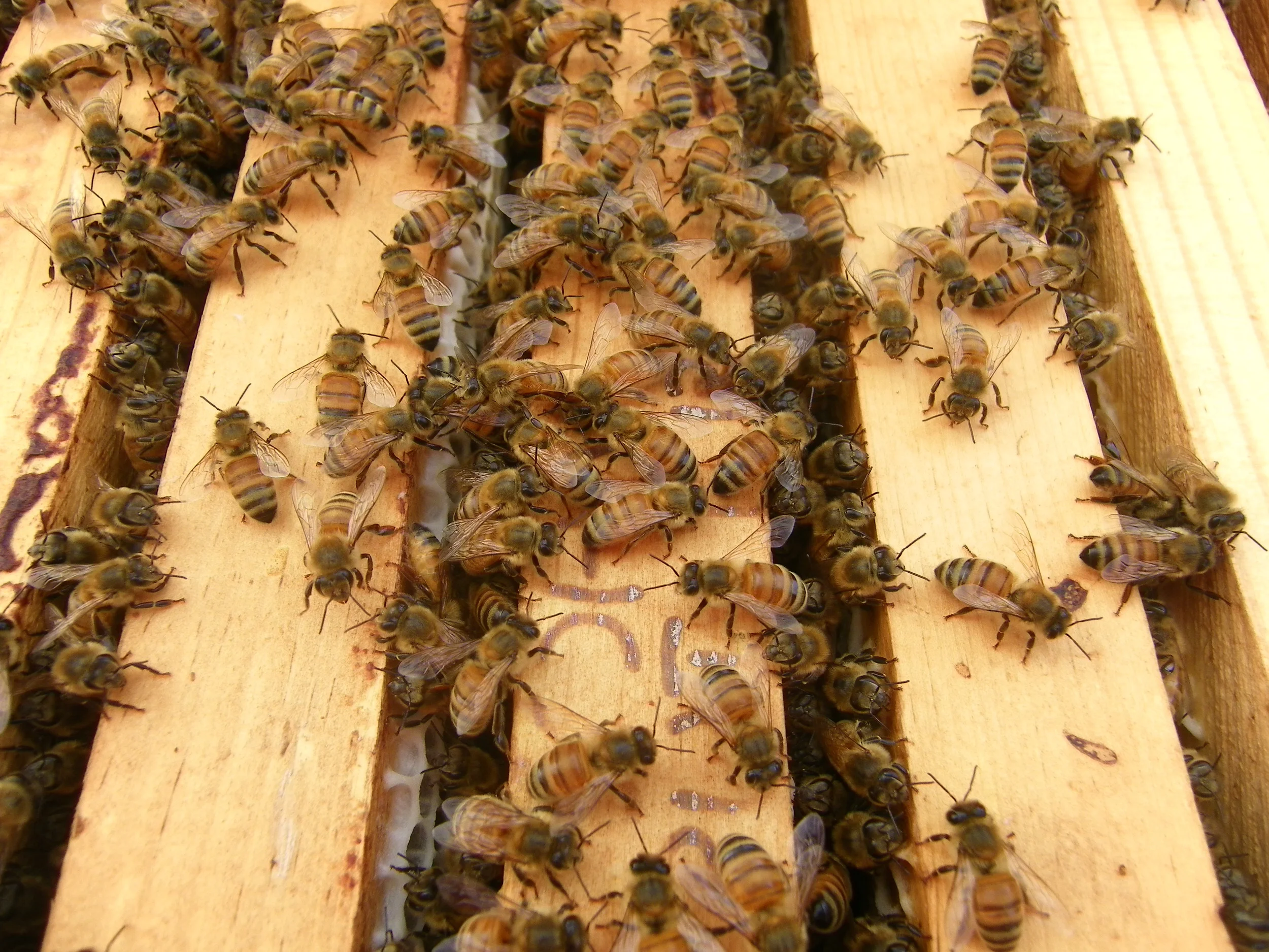 Looking down into the hive.