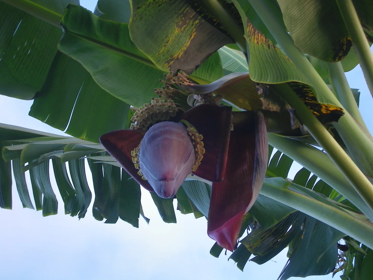 Banana bloom.  See the little flowers at the end of the baby bananas?