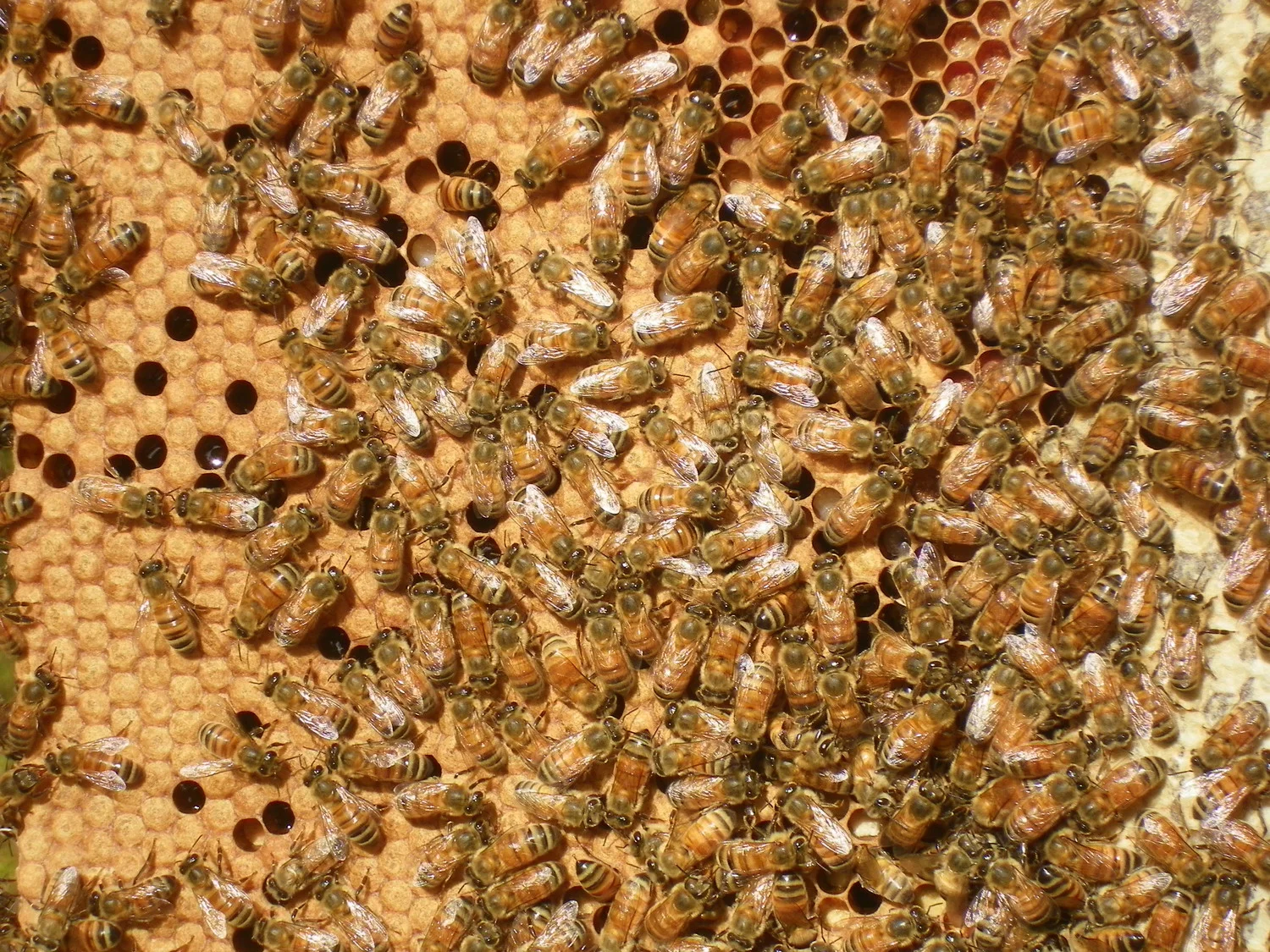 A beautiful frame of brood, all the capped cells have baby bees in them.