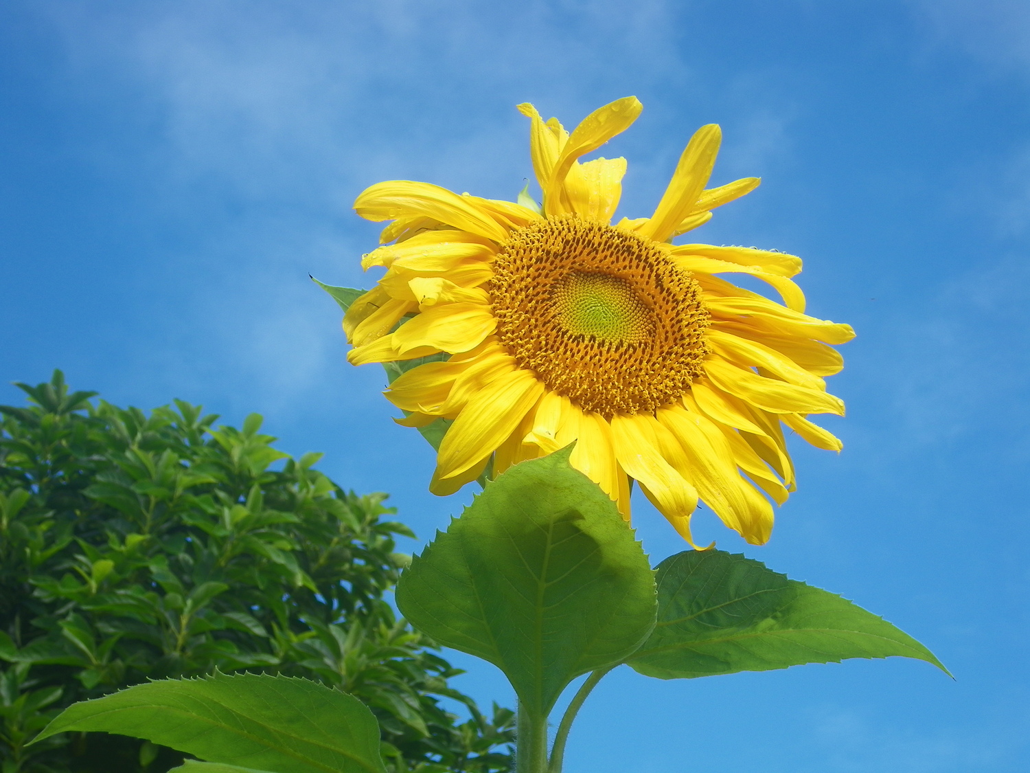 Sunflower - Grandma Lois sent me seeds.  They grew to over 10 feet tall.  Harvested the seeds - yum!