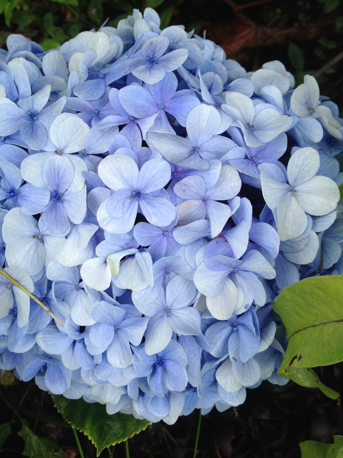 Hydrangea