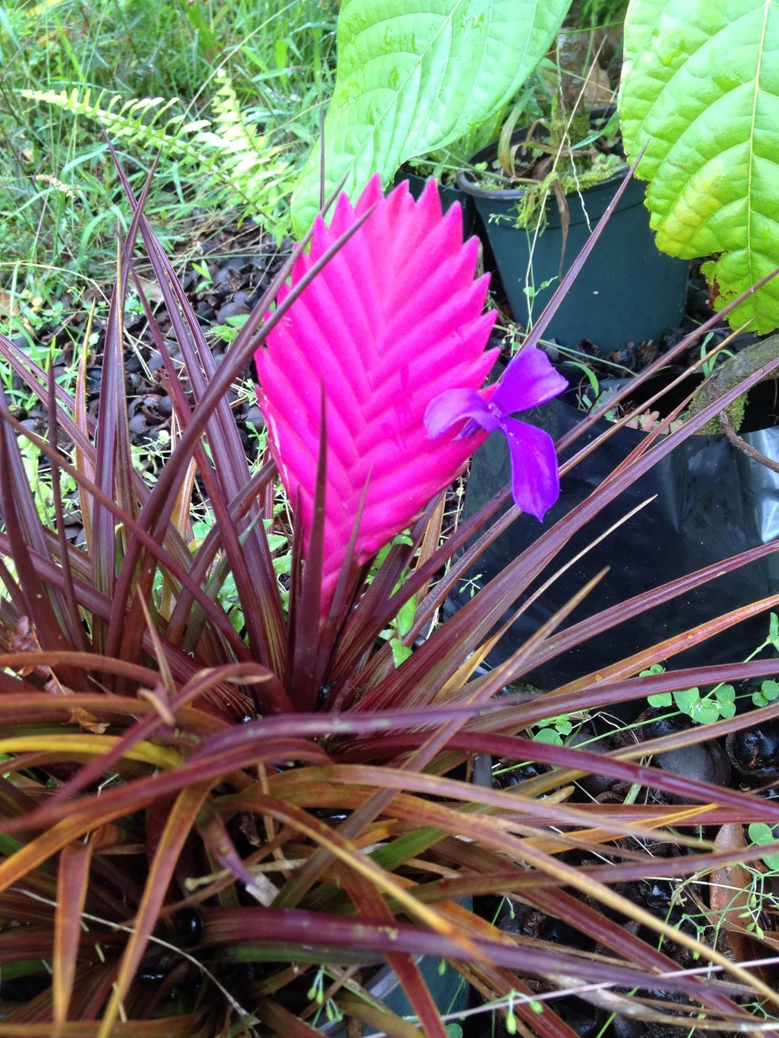 Check out this neon Tillandsia!