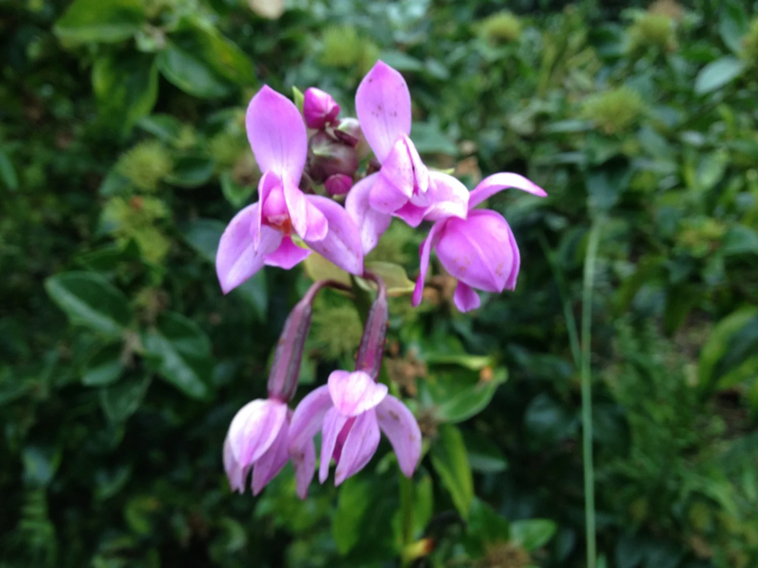 Wild Orchid
