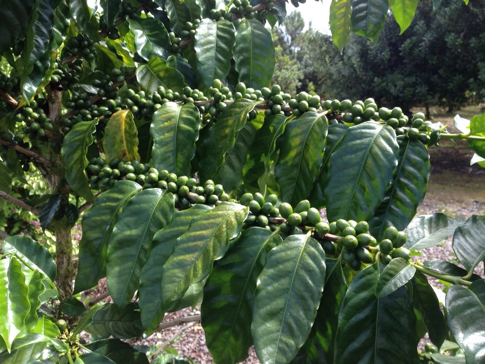 Huge coffee crop this year - thanks bees!