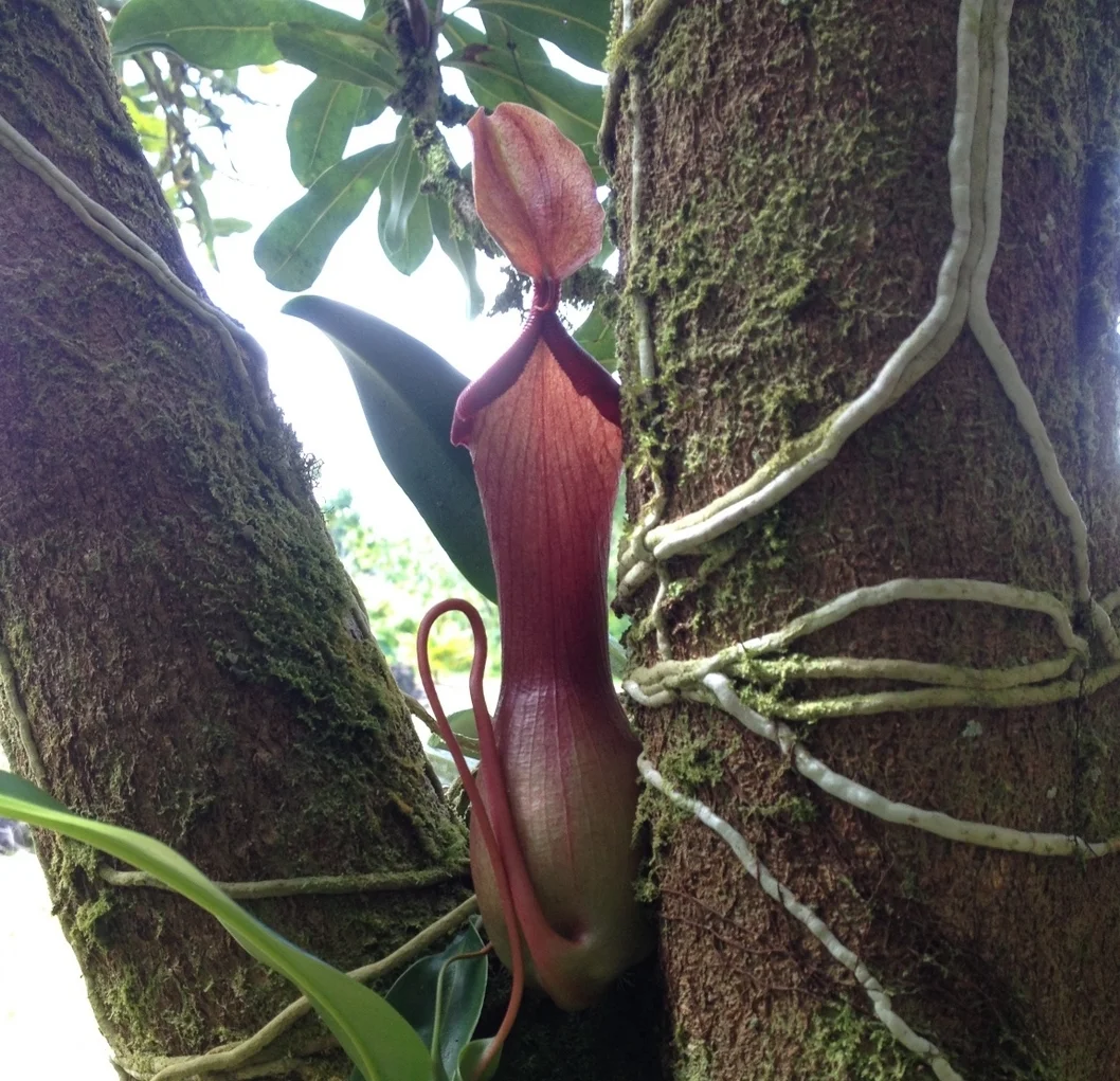 Carnivorus Pitcher Plant - It's getting huge!