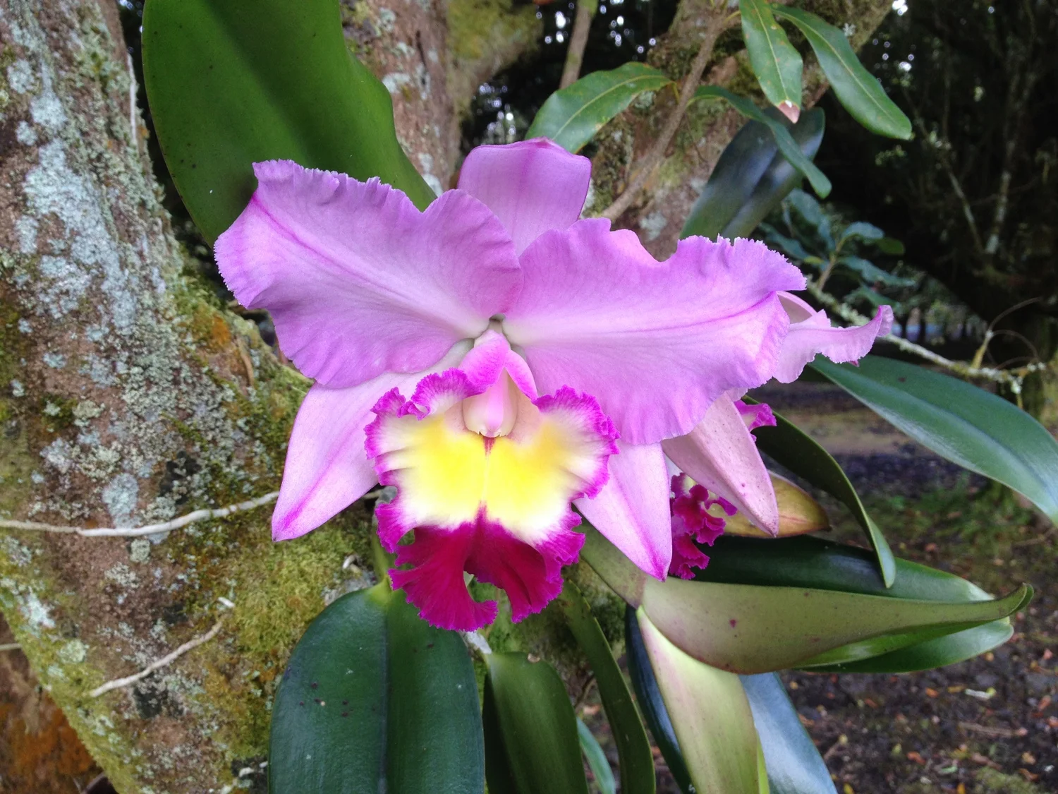 A new cattleya orchid finally bloomed!