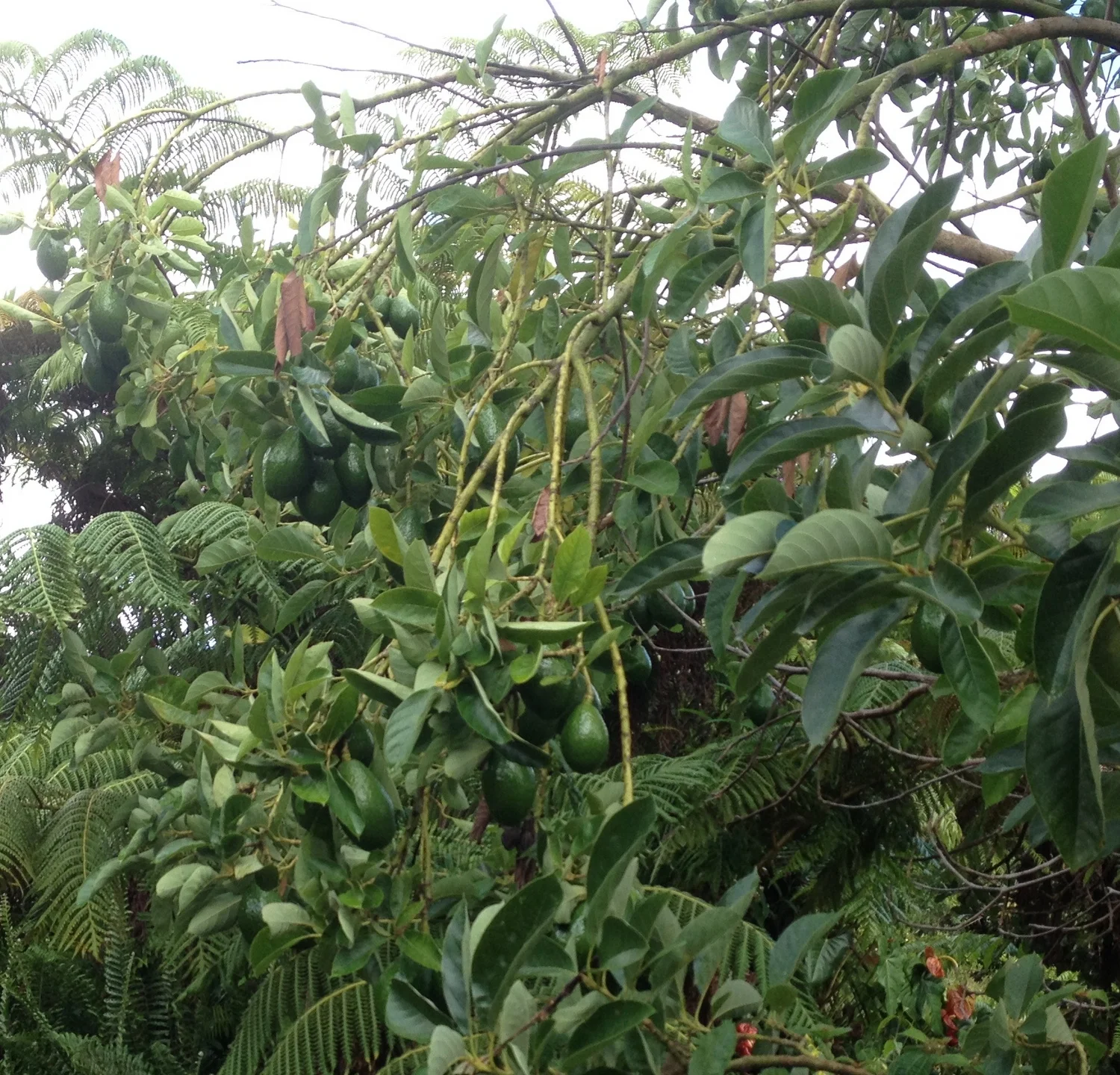 Avocado tree - loaded! Thanks Bees!!