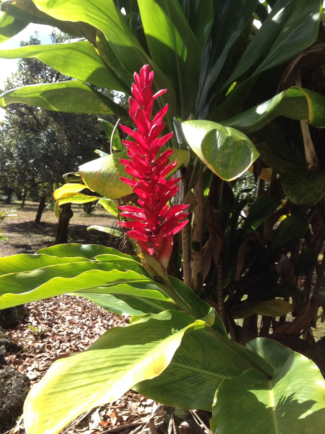 Red Ginger - Loving the sun