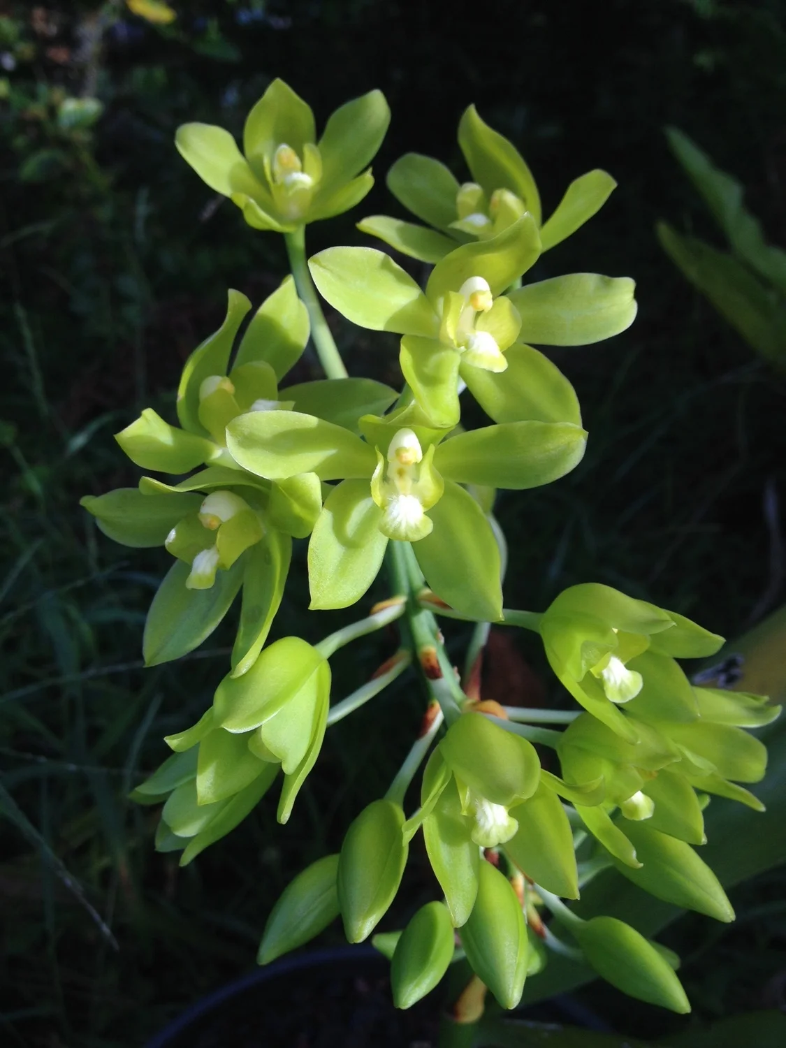 Gorgeous Green Orchid - A good friend gave this one to me recently :)