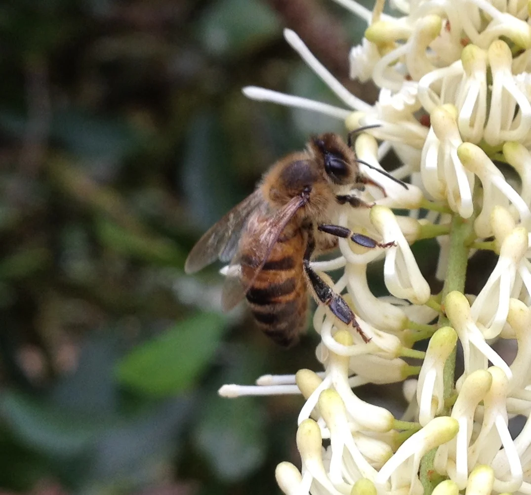 One of the girls hard at work on a macadamia blossom.