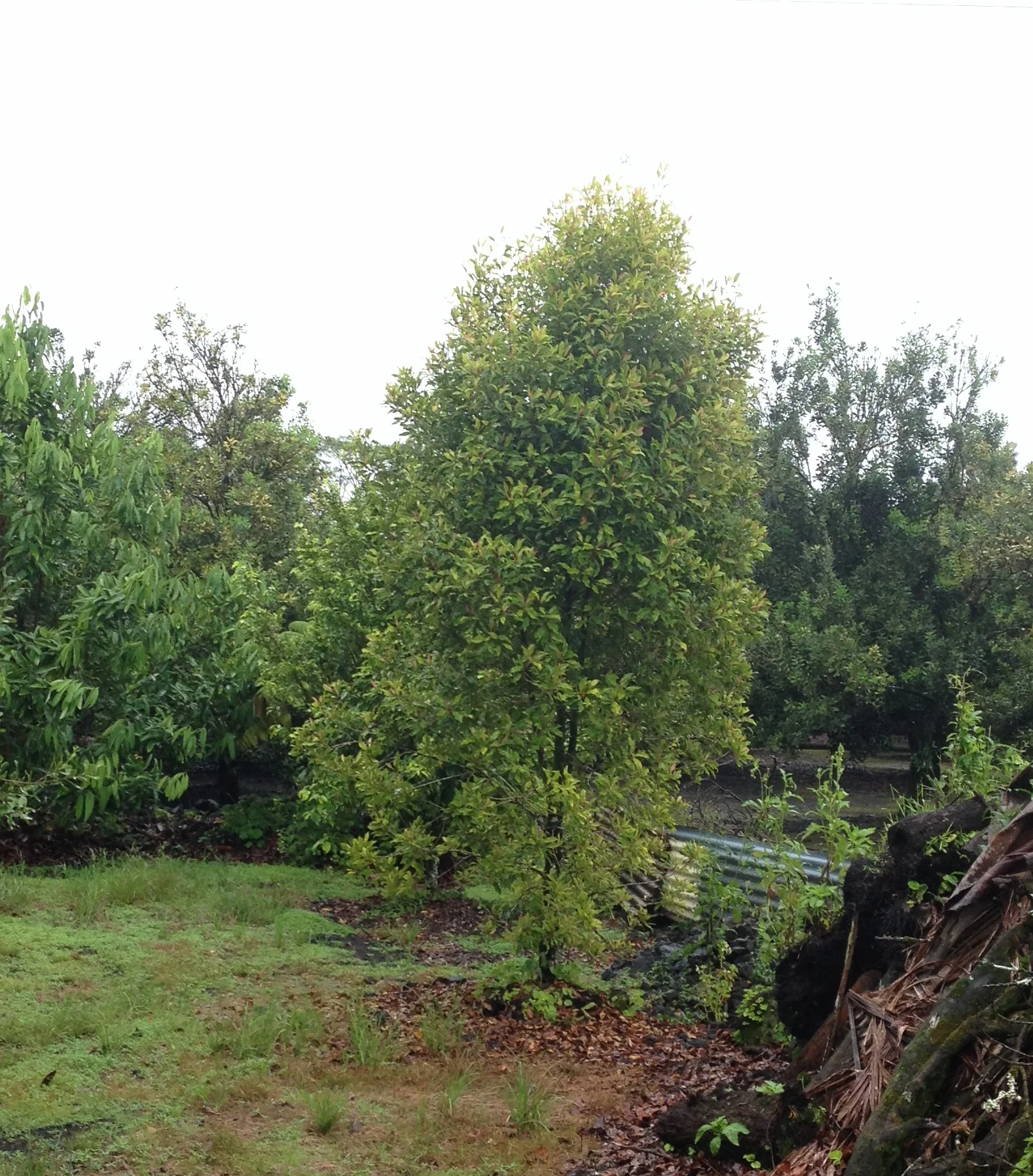 Here is the tree, it's about 20 feet tall now. I don't know how I am going to harvest them next year!