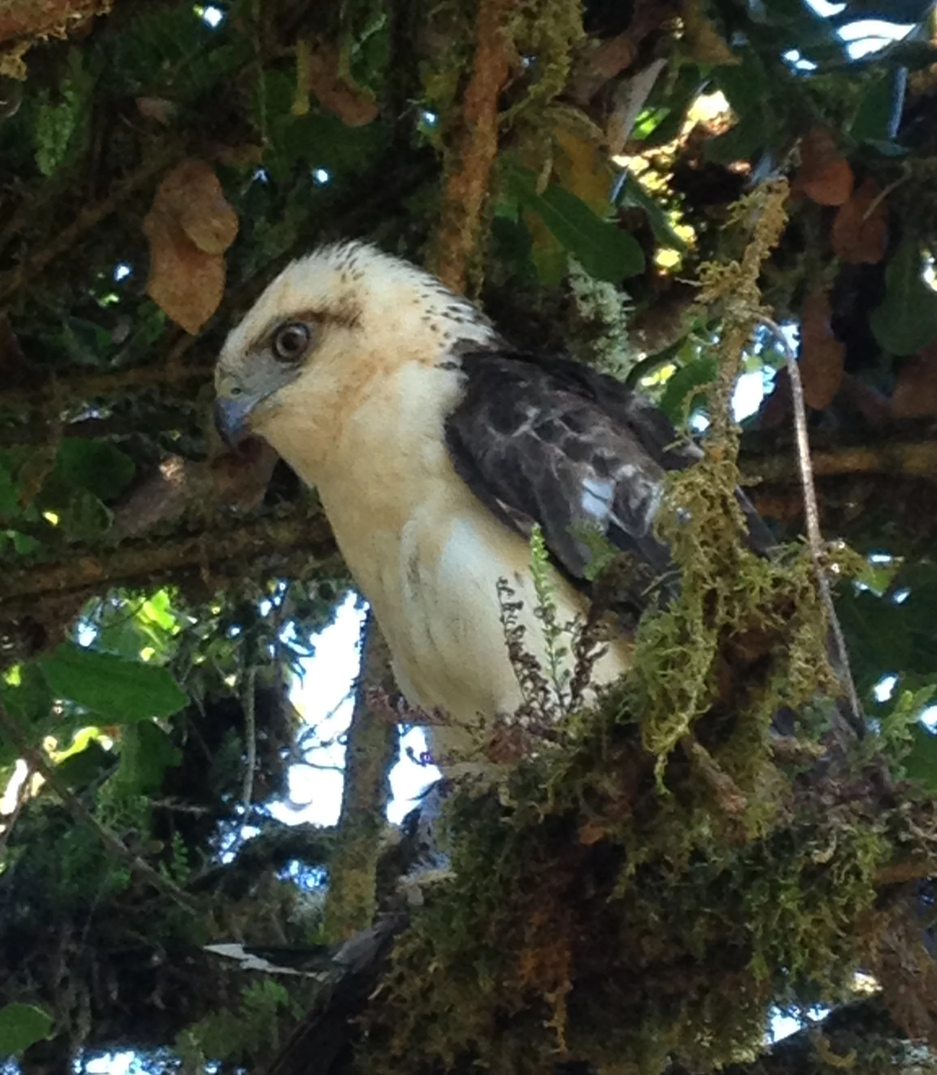 Hawaiian Hawk Visit