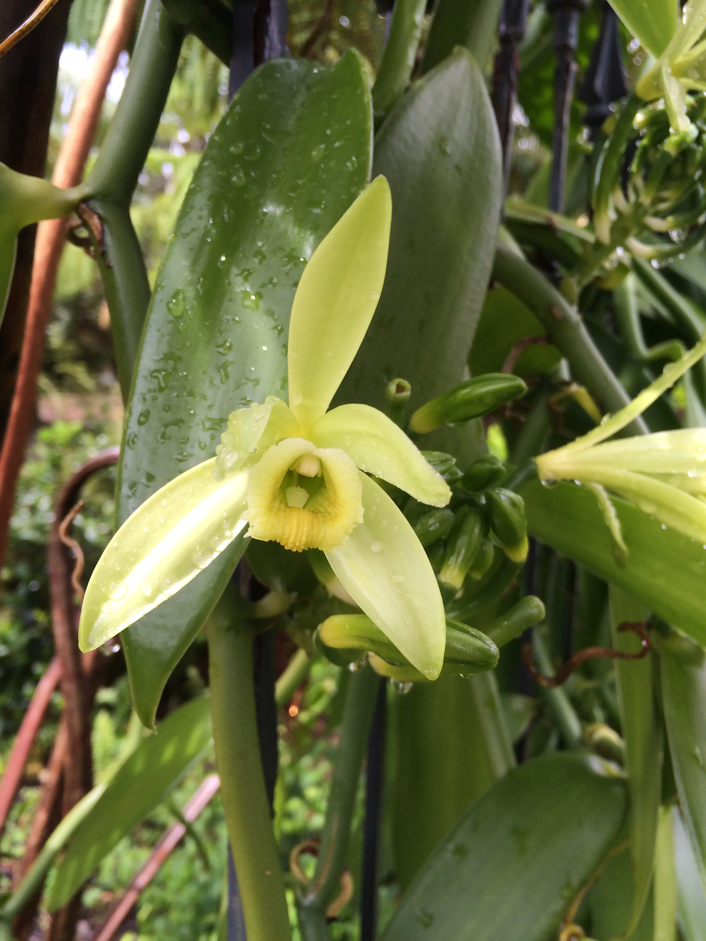 Vanilla Orchid Flower - a close up view. 
