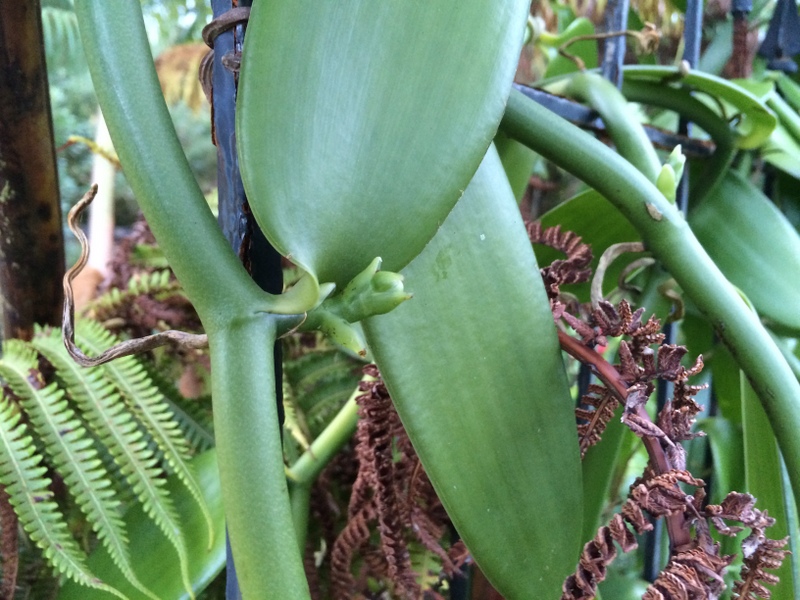 The beginning of a vanilla bud.