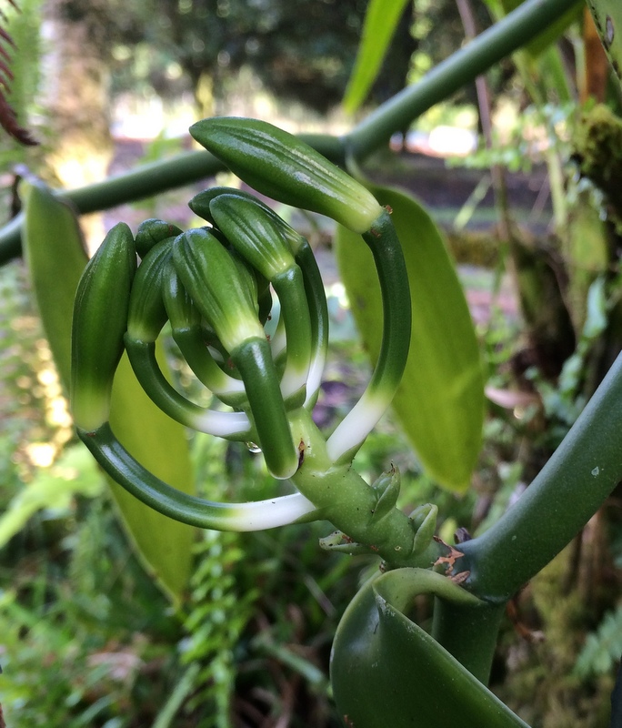Vanilla Orchid Buds