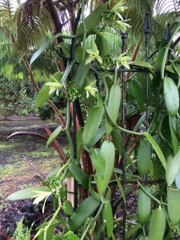 Vanilla Orchid in Full Bloom