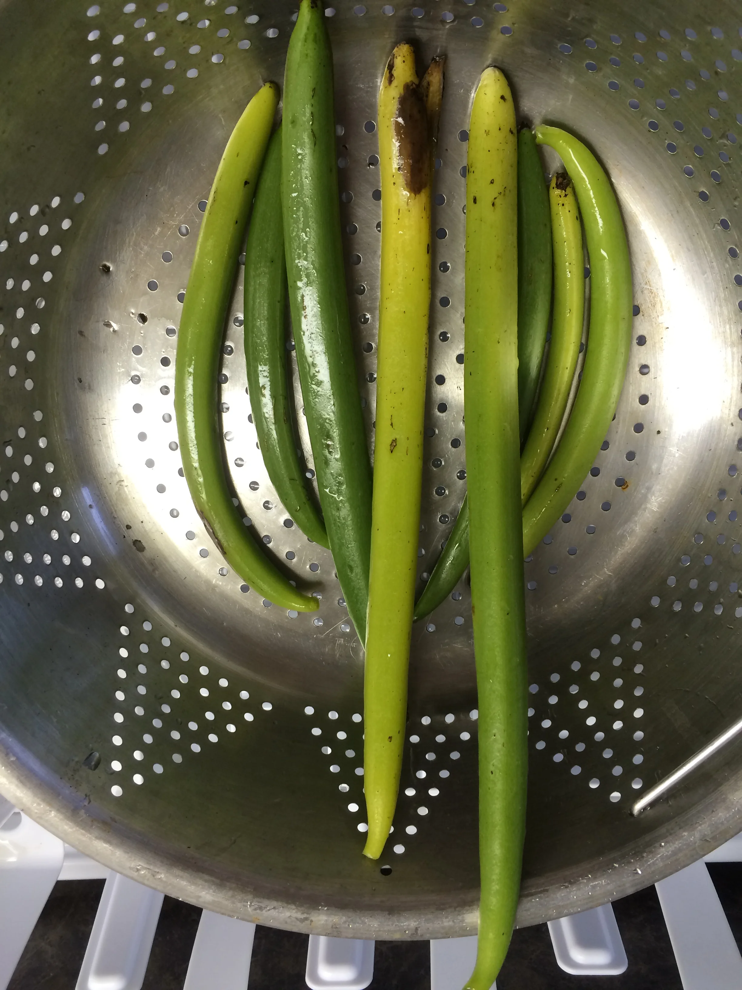 Vanilla Beans Fresh Off The Vine