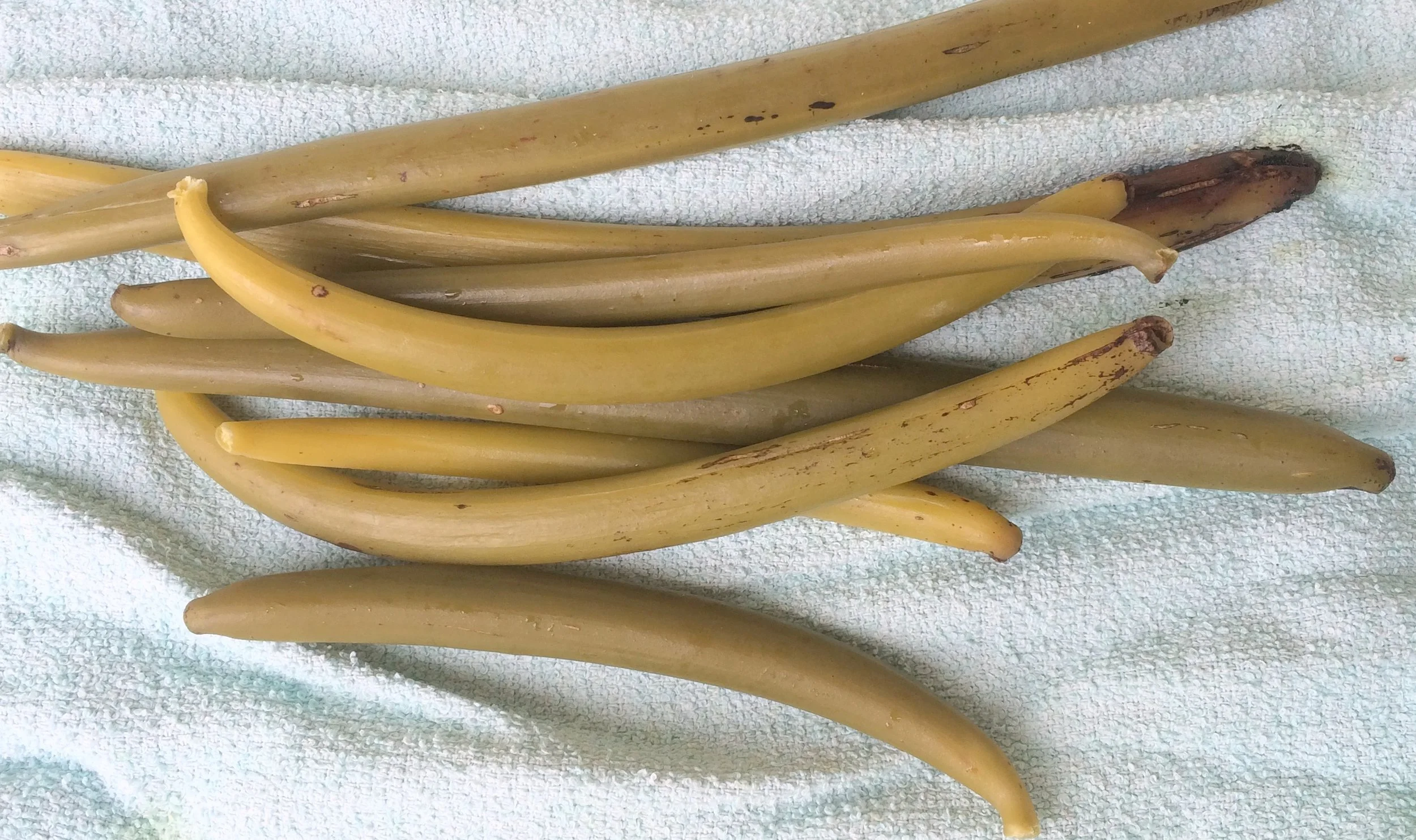 Vanilla beans after blanching and sweating.