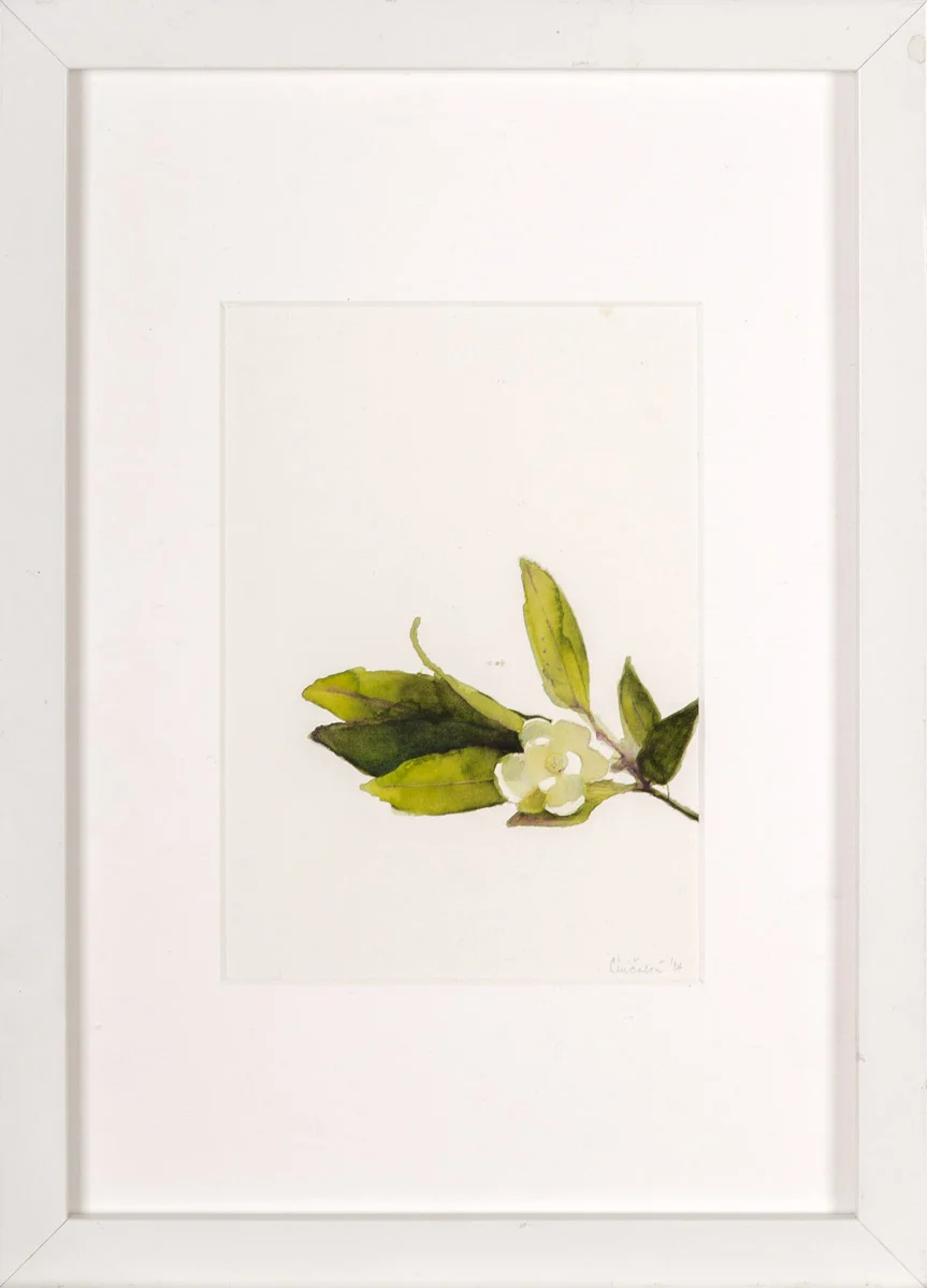 Cincalova-jasmin-2018-11-21-1200.jpg