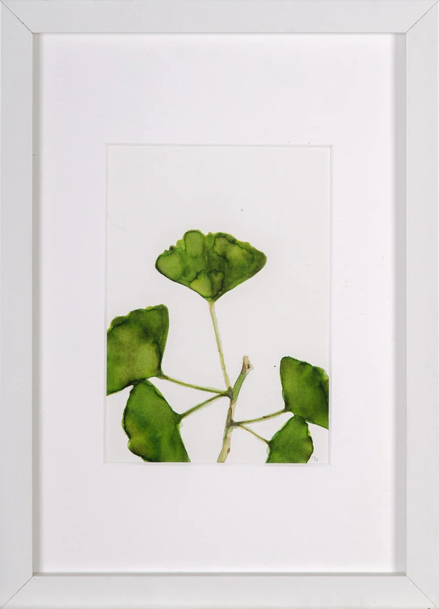 Cincalova-ginko-2018-11-21-1200.jpg