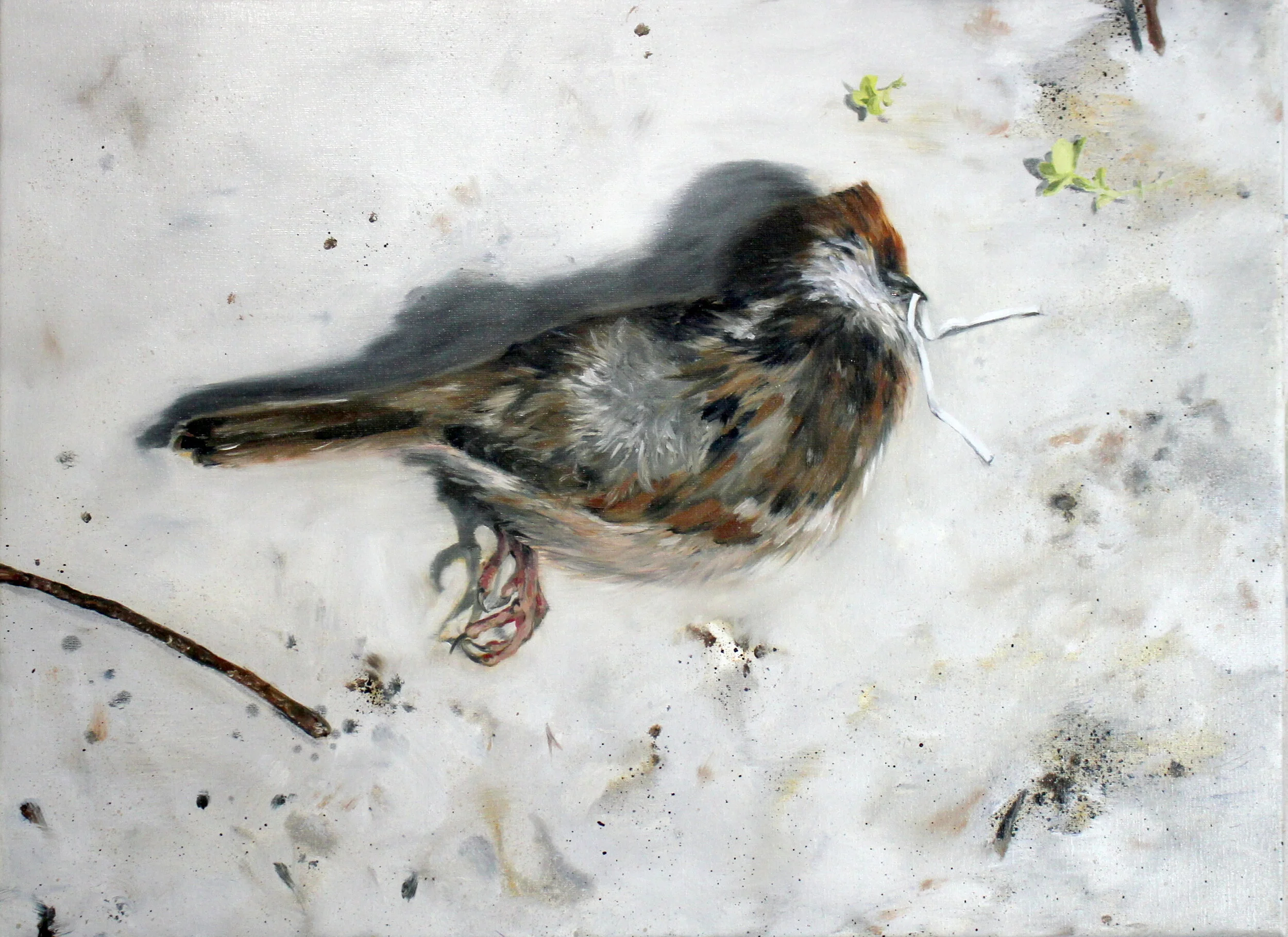 Bird of pray,55x75cn olej na platne 2020.JPG
