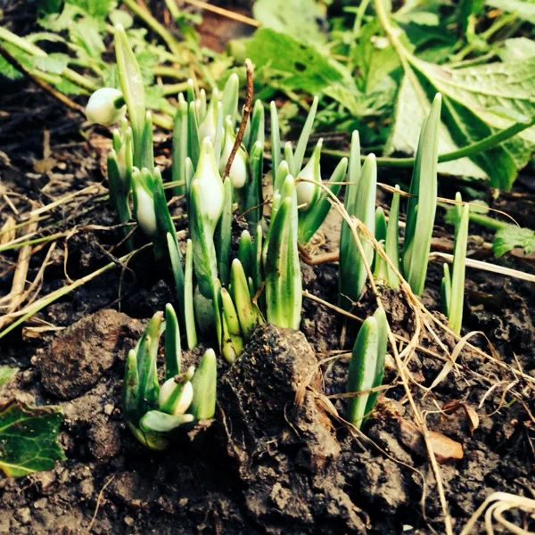 Gorgeous little snowdrops in my garden today.